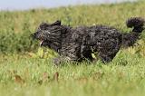 BOUVIER DES FLANDRES 122